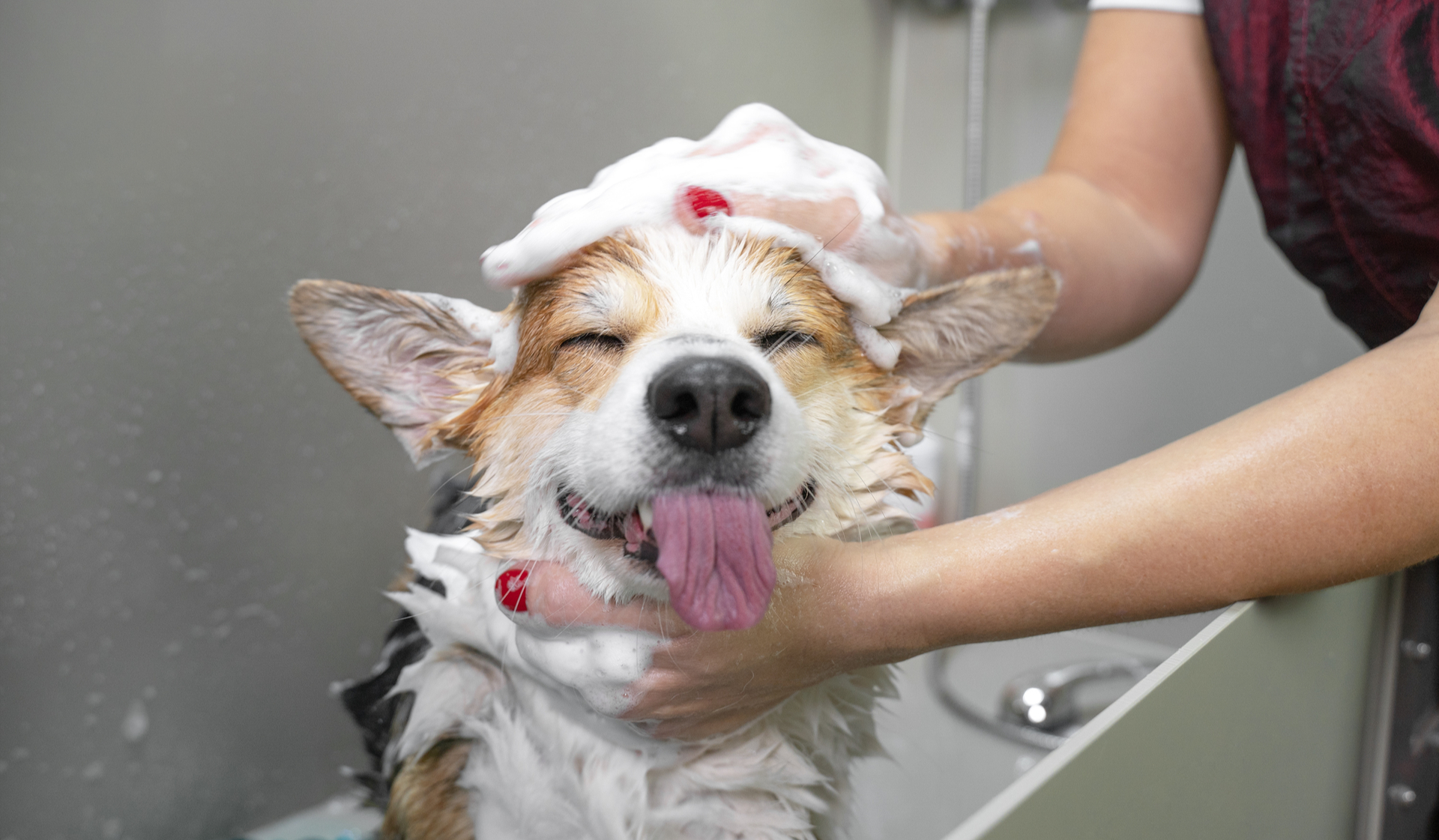 Willard Towers - Chevy Chase, MD - Happy Corgi getting a bath